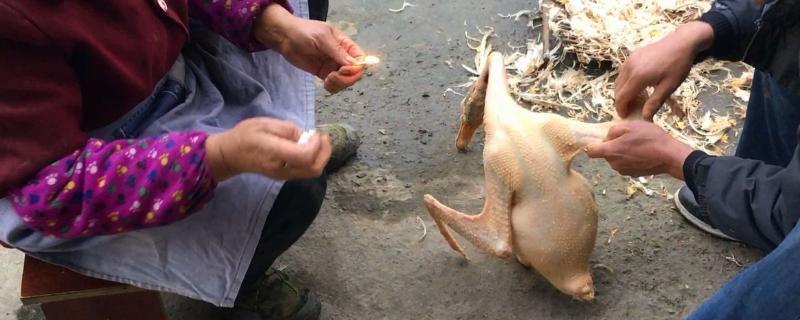 怎么快速去除鹅毛