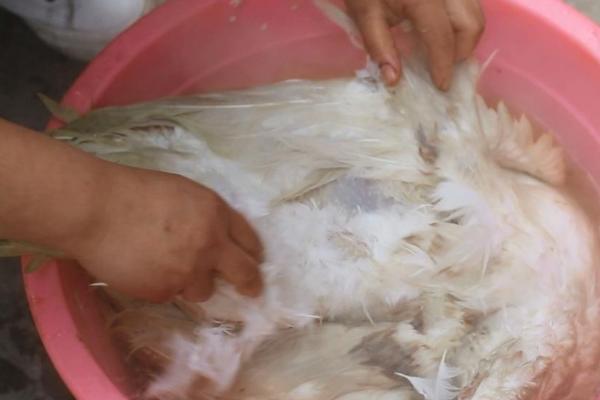 怎么快速去除鹅毛，要顺着鹅毛的纹路拔出