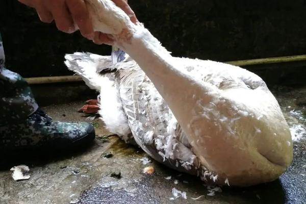 怎么快速去除鹅毛，要顺着鹅毛的纹路拔出