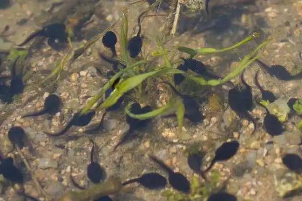 野生小蝌蚪吃什么，吃藻类也吃小动物的尸体
