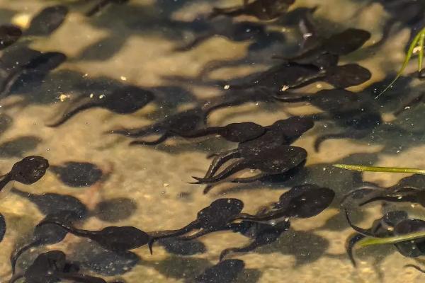 野生小蝌蚪吃什么，吃藻类也吃小动物的尸体