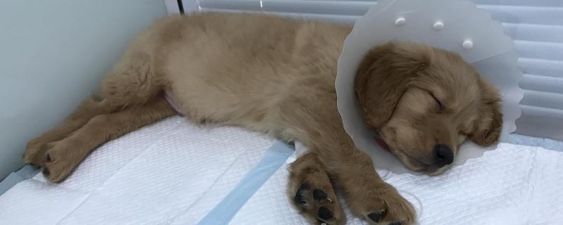 小狗狗瘟的治疗方法