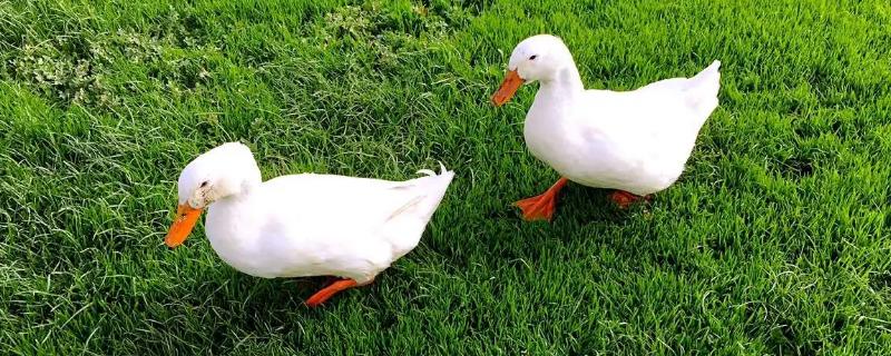 鸭子的嘴巴像什么