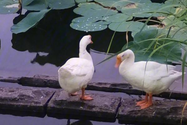 鸭子的嘴巴像什么，像铲子也像小夹子