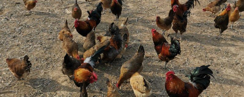 柴鸡为什么叫柴鸡