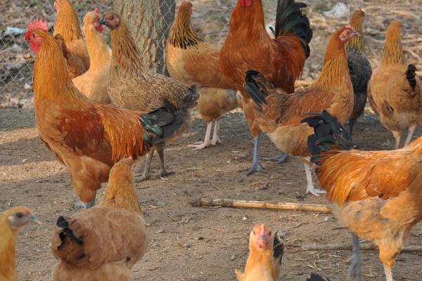 柴鸡为什么叫柴鸡，因为它们喜欢在柴禾上面栖息