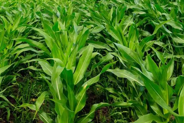 三盛628玉米种子简介，基肥应每亩施40千克