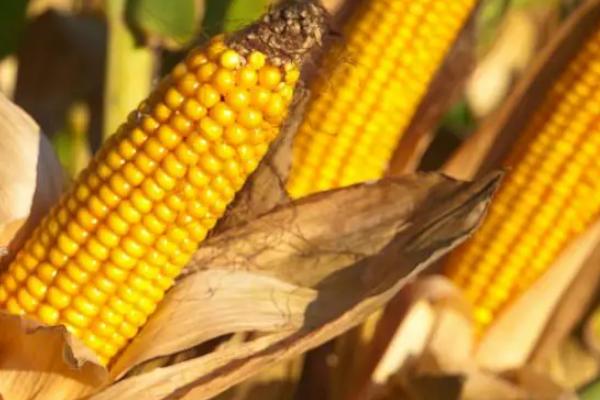 陇单639玉米种子简介，4月下旬播种