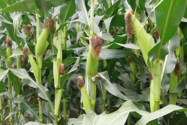 甘垦120玉米品种的特性，种植密度每亩4500株