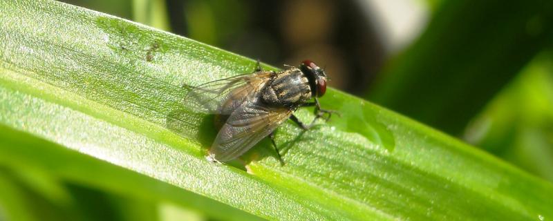 苍蝇的繁殖能力