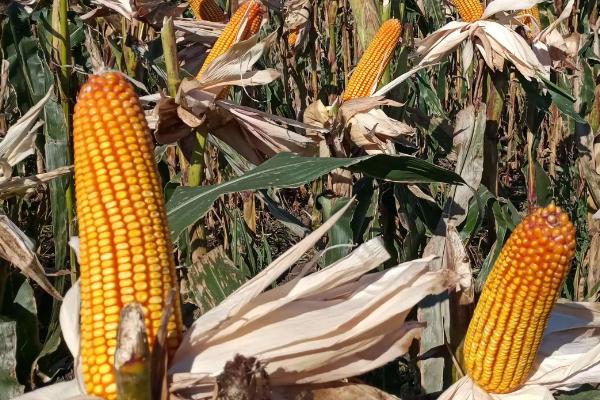 科创868玉米品种的特性，出苗至成熟148天