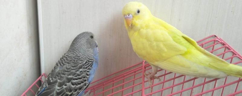 鹦鹉放生之后能不能存活