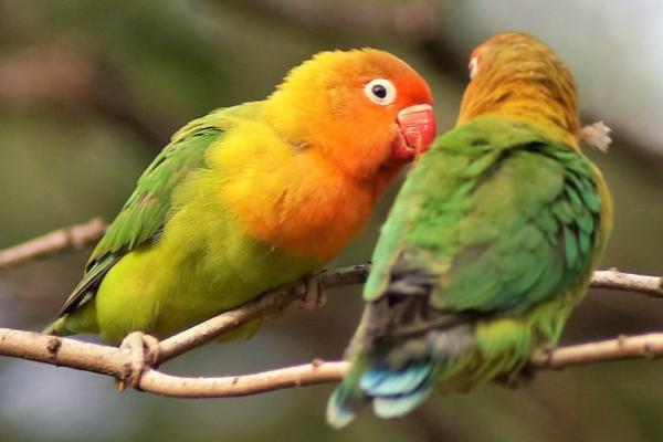 鹦鹉放生之后能不能存活，通常无法存活、原因是不具备野外生存的能力