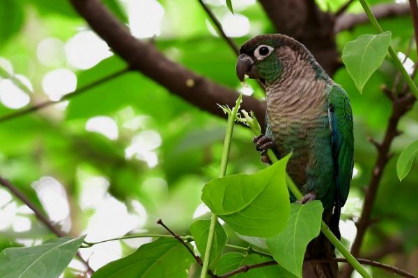 鹦鹉放生之后能不能存活，通常无法存活、原因是不具备野外生存的能力