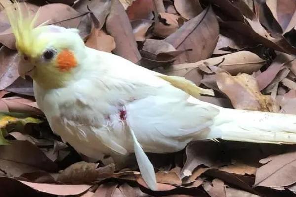 鹦鹉放生之后能不能存活，通常无法存活、原因是不具备野外生存的能力