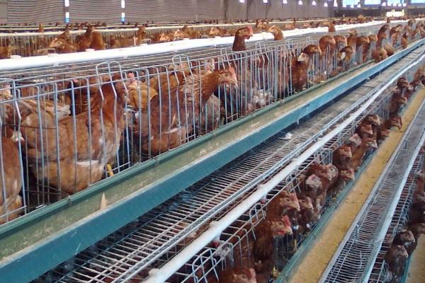 蛋鸡饲养135天还未开产是否正常，属于不正常情况，通常120日龄即可开产