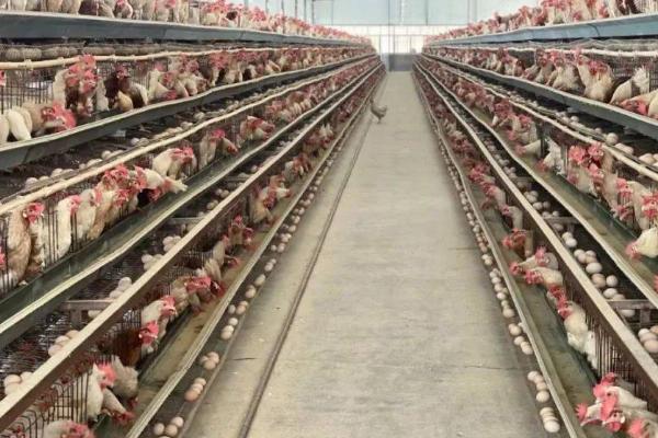 蛋鸡饲养135天还未开产是否正常，属于不正常情况，通常120日龄即可开产