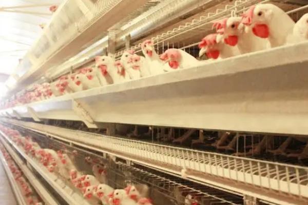 蛋鸡饲养135天还未开产是否正常，属于不正常情况，通常120日龄即可开产