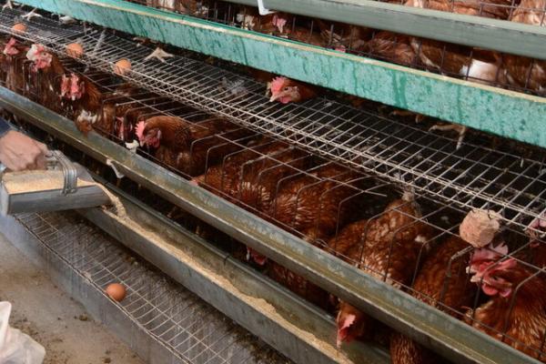 蛋鸡饲养135天还未开产是否正常，属于不正常情况，通常120日龄即可开产