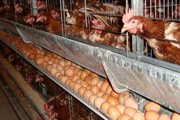 蛋鸡饲养135天还未开产是否正常，属于不正常情况，通常120日龄即可开产