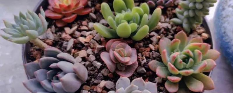 多肉植物施什么肥好