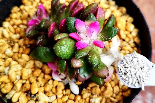多肉植物施什么肥好，氮肥和磷肥等肥料是适宜选择
