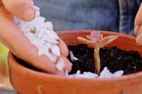 多肉植物施什么肥好，氮肥和磷肥等肥料是适宜选择