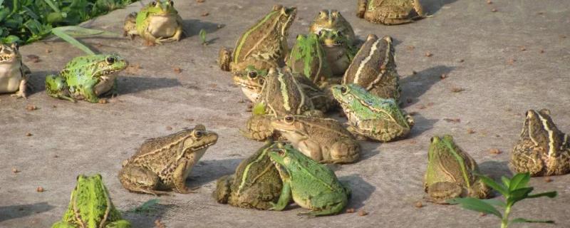 黑斑蛙的养殖技术