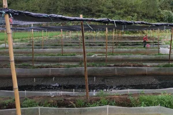 黑斑蛙的养殖技术，选在水源充足且水质较好的地方建池