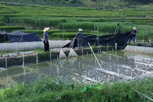 黑斑蛙的养殖技术，选在水源充足且水质较好的地方建池