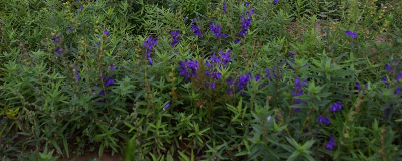 有哪些可以种植的中药材