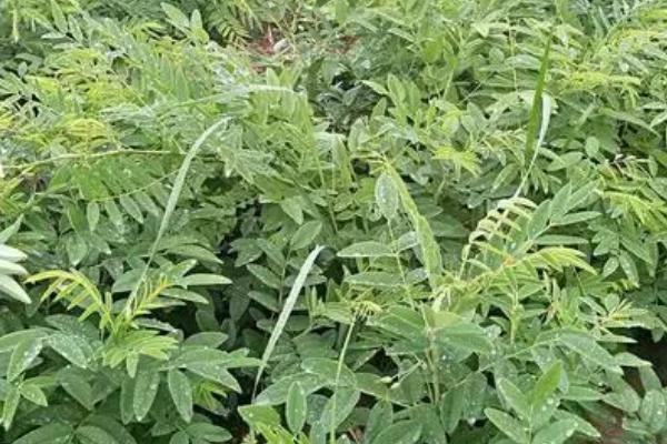 有哪些可以种植的中药材，包括黄芩、苦参、白术、桔梗等品种