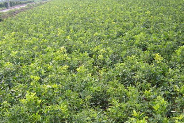 有哪些可以种植的中药材，包括黄芩、苦参、白术、桔梗等品种