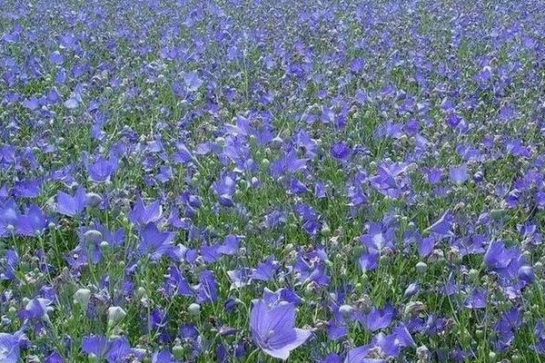 有哪些可以种植的中药材，包括黄芩、苦参、白术、桔梗等品种