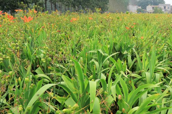 有哪些可以种植的中药材，包括黄芩、苦参、白术、桔梗等品种