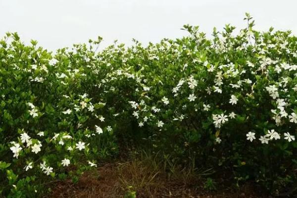 有哪些可以种植的中药材，包括黄芩、苦参、白术、桔梗等品种