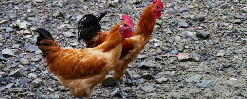 鸡最怕什么声音