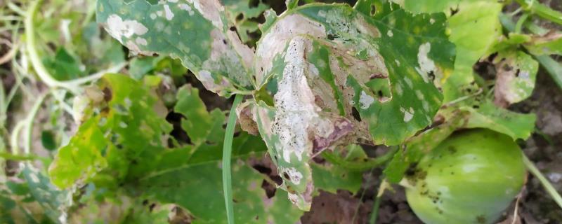 甜瓜虫害防治方法