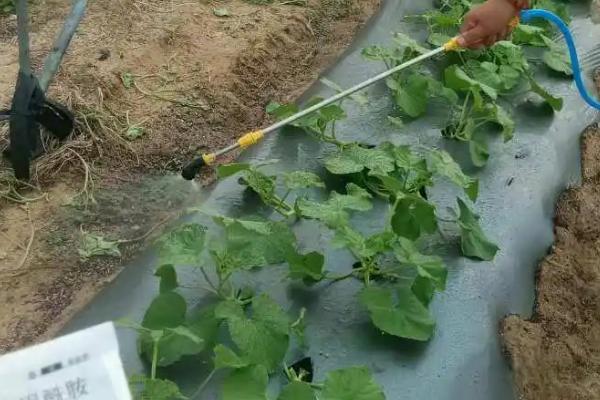 甜瓜虫害防治方法，不要与葫芦科、茄科作物重茬