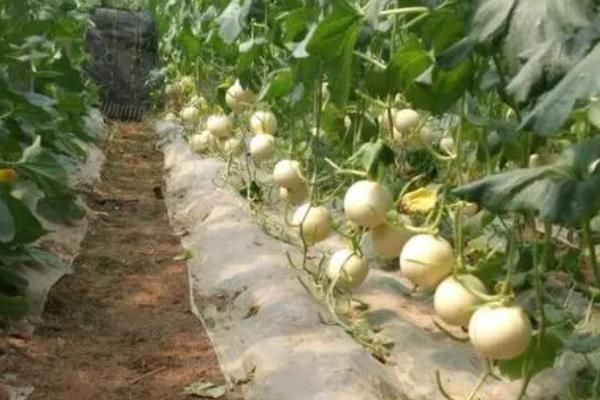 甜瓜虫害防治方法，不要与葫芦科、茄科作物重茬