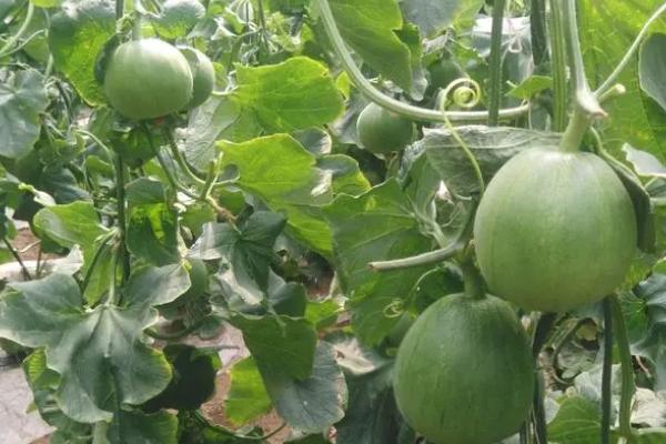 甜瓜虫害防治方法，不要与葫芦科、茄科作物重茬