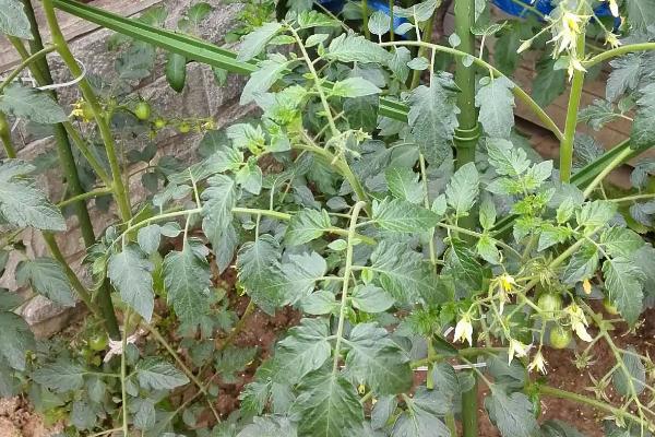 西红柿坐果差的原因，可能是长势过旺或高温影响了花芽分化