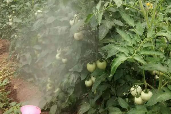 西红柿坐果差的原因，可能是长势过旺或高温影响了花芽分化