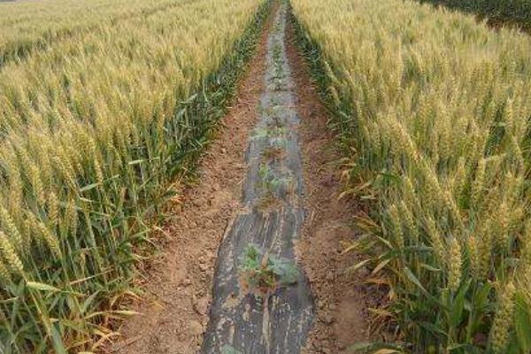 衡麦36小麦种子简介，与对照品种洛旱7号熟期相当