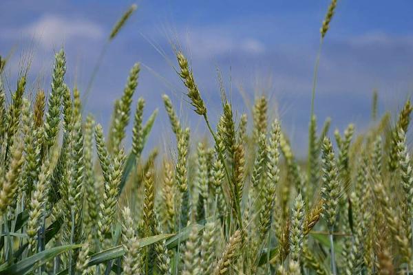 青农1931小麦种子特点，每亩基本苗18万左右