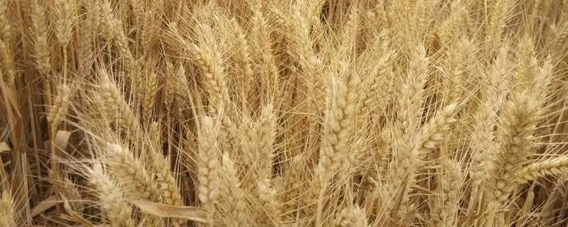 石麦34小麦种子介绍