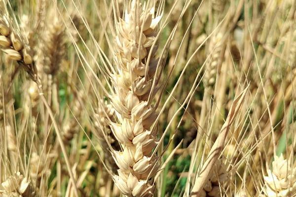 石麦34小麦种子介绍，抽穗前后应及时防治麦蚜