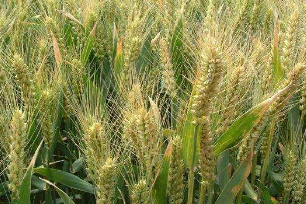 石麦34小麦种子介绍，抽穗前后应及时防治麦蚜