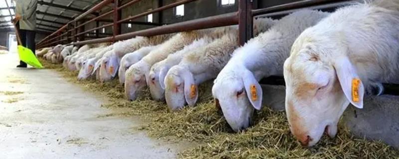 一天喂几次羊比较好