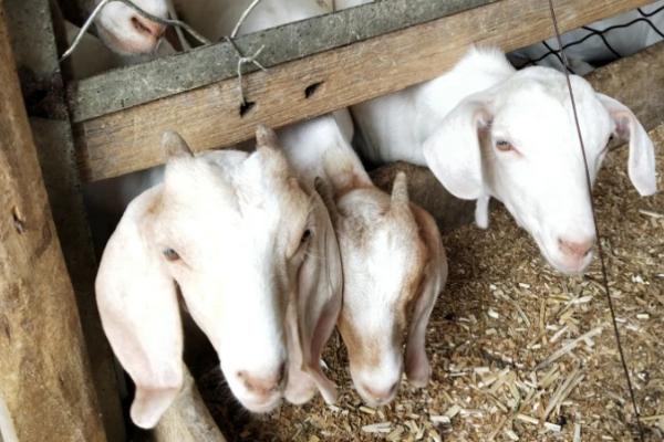 一天喂几次羊比较好，保持在一天两次左右比较好